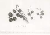 FRUIT